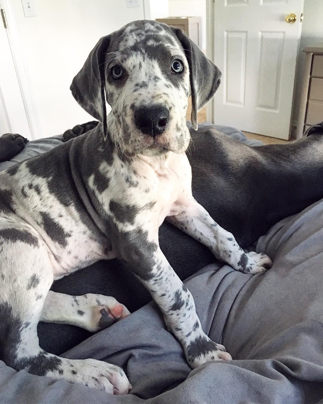 Charlie, weiblicher Deutsche Dogge Welpe